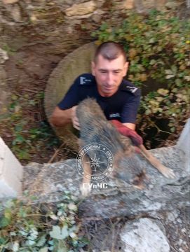 В Григориополе спасатели достали собаку из пятиметровой канализационной ямы