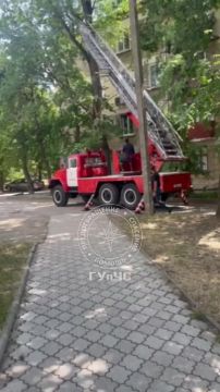 Пожарные спасли котят с 15-метрового дерева в центре Тирасполя