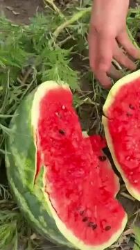 Накачанный парень дал нашему корреспонденту попробовать медовый арбуз в поле в Малаештах