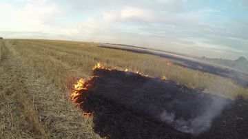 Кто-то бросил непотушенный окурок — в итоге сгорело 6 гектаров стерни