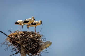 Аисты свили гнездо в селе Дубово (Дубоссарский район.)