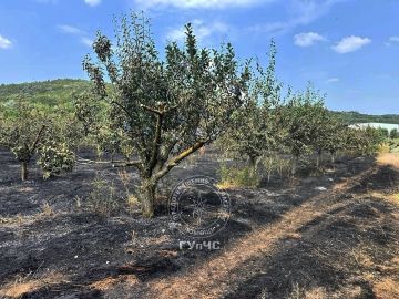 В Каменском районе от пожара пострадал сливовый сад