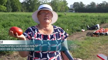Полосатые, каплевидные, зелёные и белые – всё о помидорах, баклажанах и перце. Специалисты НИИ сельского хозяйства подвели итоги полевых опытов и рассказали, какие новые сорта придут на рынки в ближайшие годы