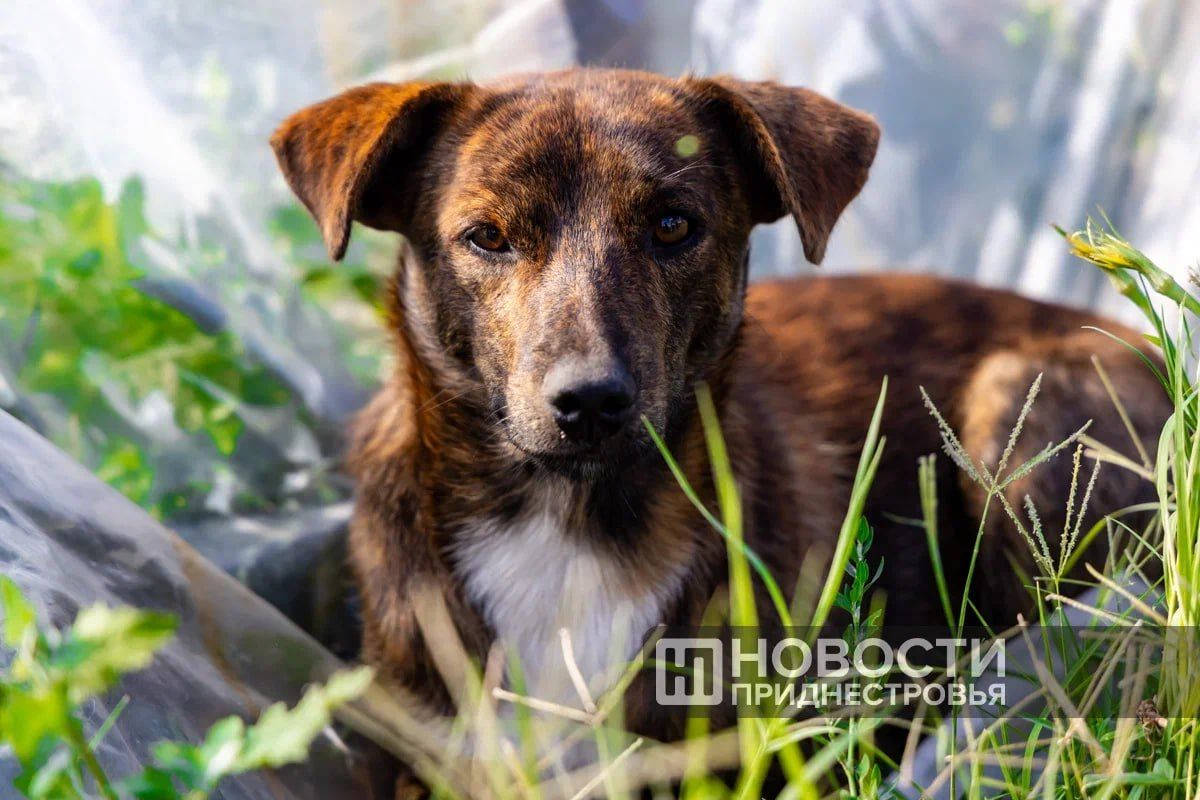 Собаки различают выражение человеческого лица, подтвердили ученые Венского университета
