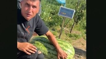 В Молдове вырастили арбуз гигант весом 74 килограмма: Предыдущий рекорд составлял 40 кг