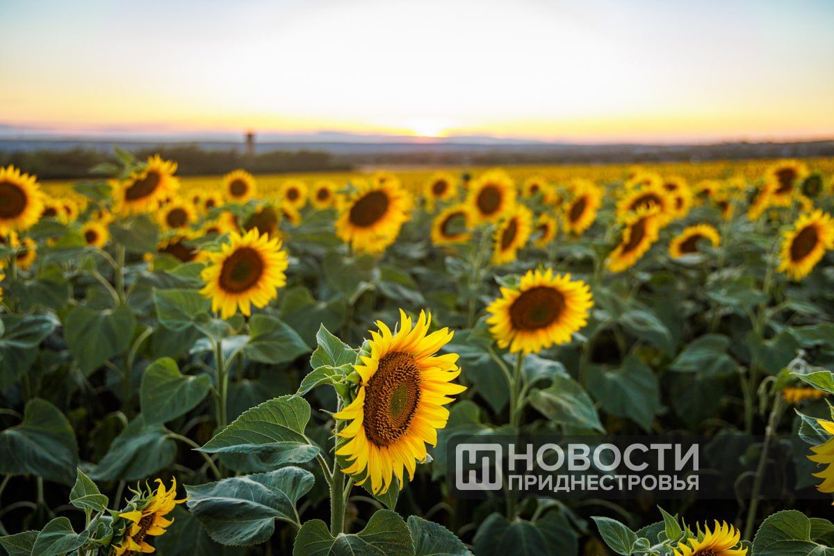 Синоптики прогнозируют нам небольшое похолодание в ближайшие дни