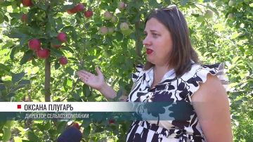 На видео – яблоневые сады на выезде из Тирасполя