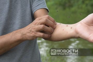 В Приднестровье появились москиты