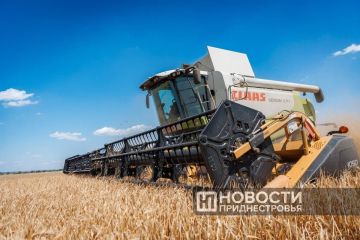 Цифра недели: средняя урожайность озимой пшеницы в этом году в Приднестровье – 49,8 центнера с гектара