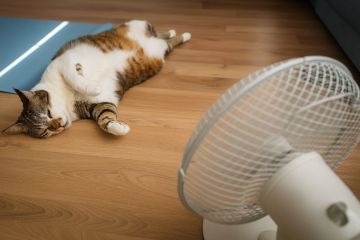 В Приднестровье завтра ожидается до +37°С