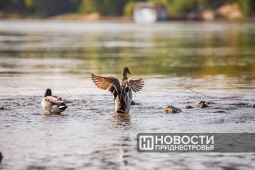 Экзамен на охотничий билет состоится 27 августа, сообщает Госслужба экоконтроля