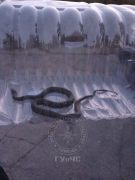 В Бендерах спасатели помогли водителю избавиться от змеи в автомобиле