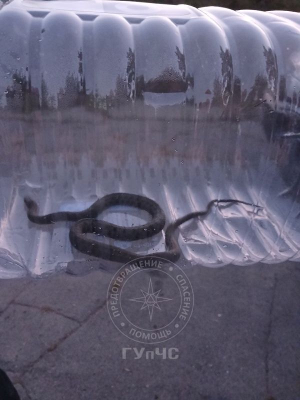 В Бендерах спасатели помогли водителю избавиться от змеи в автомобиле