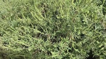 Поле амброзии возле роддома не скосили даже спустя две недели, после того как пришли жалобы от жителей