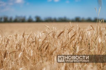 Урожайность зерновых в этом году стала одной из самых высоких за 15 лет – 50 центнеров с гектара