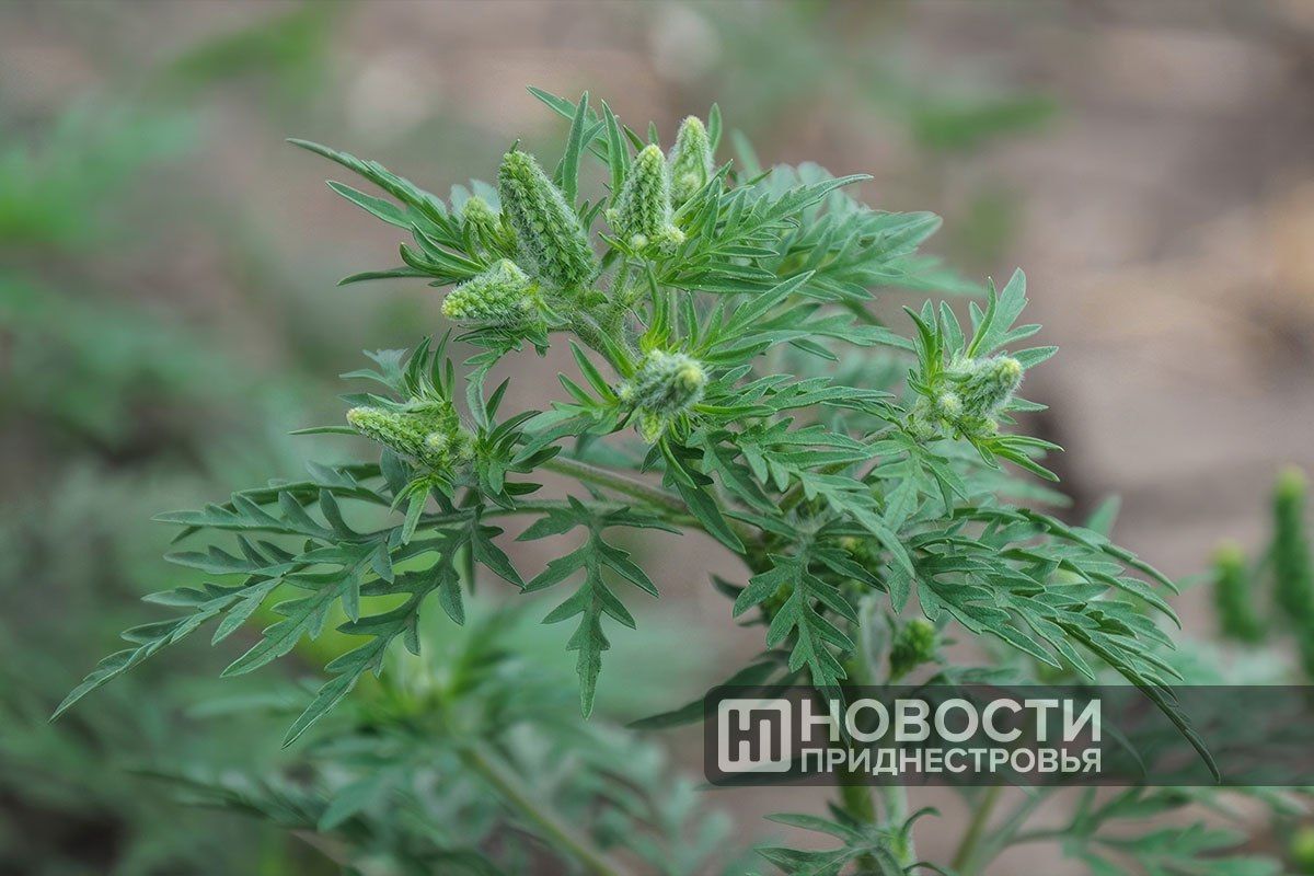 Вице-премьер Виталий Нягу поручил госадминистрациям организовать системную борьбу с амброзией на опыте аграриев