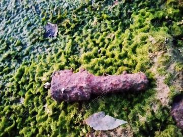 Боеприпас времён Великой Отечественной нашли в Тирасполе на берегу Днестра возле парома