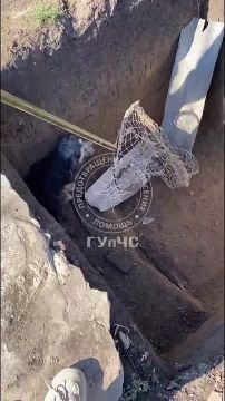 Ловись рыбка пёсик большой и пушистый