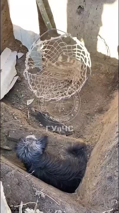 Слободзейские спасатели 15 сентября утром сачком вытащили пёсика из двухметровой ямы