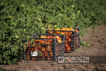 73% земель Приднестровья занято посевами — это более 216 тыс