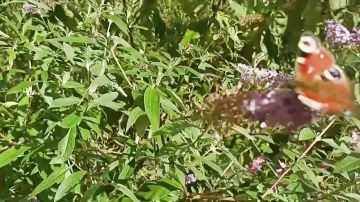 ������������� ������� ������� �������� ���� ������� �� ������������ ��������