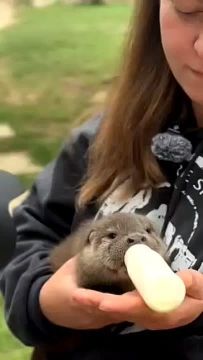 Краснокнижную выдру кормят из бутылочки в Доме животных