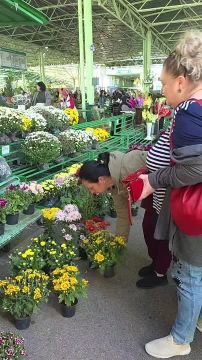 Сезон хризантем начался на Зелёном рынке