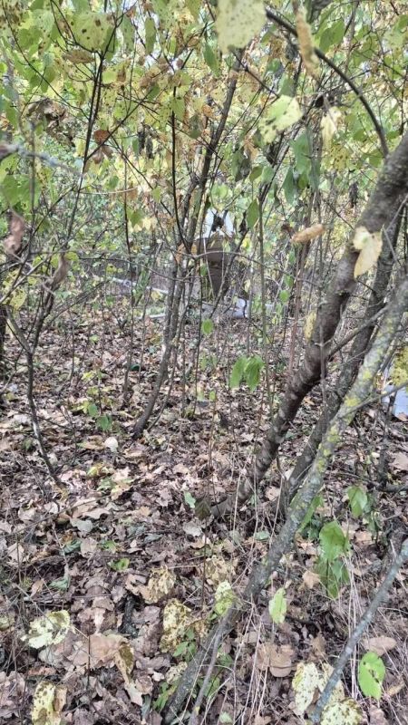 Полиция подтвердила предполагаемое падение и взрыв БПЛА в лесу в Новоаненском районе