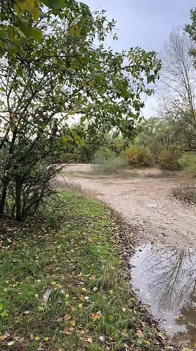 Какой-то Билл Гейтс притащил в Кицканский лес старые компьютерные мониторы